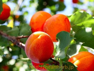 Apricot-vine-w
