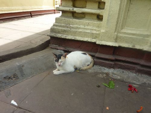 Dakshineshwar-cat