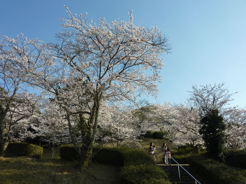 Sakura_2011_1