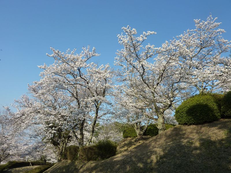 Sakura_2011_3